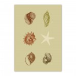 seashells_greetingcard